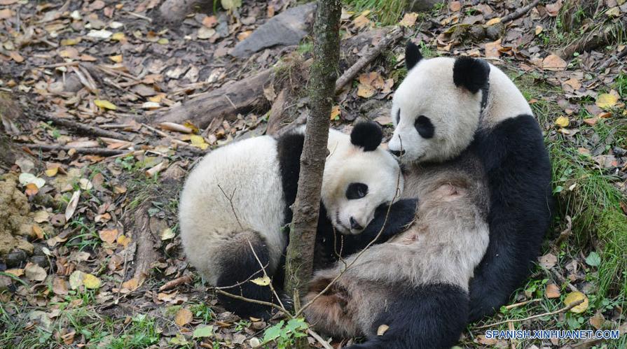 China libera primera panda hembra criada en cautividad