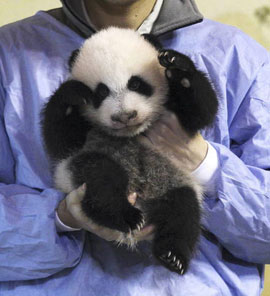 Zoo Aquarium de Madrid presenta a panda nacido en agosto