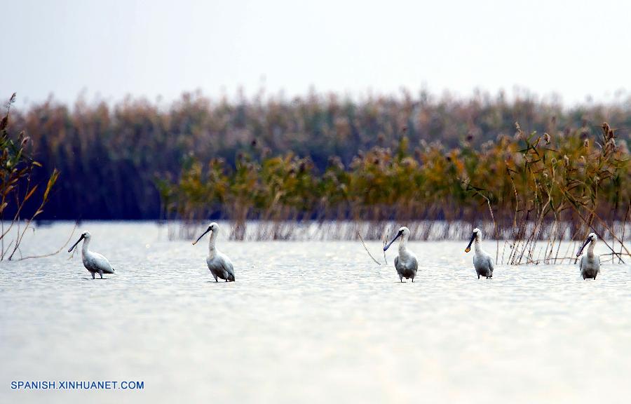 Aves pasarán el invierno en Jiangsu
