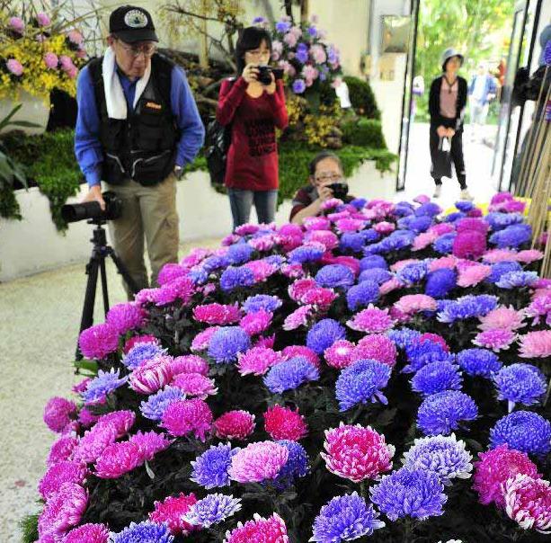 Comienza la Exposición de Crisantemos en Taipei