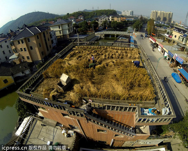 Cosecha en un tejado de Zhejiang ofrece sus frutos