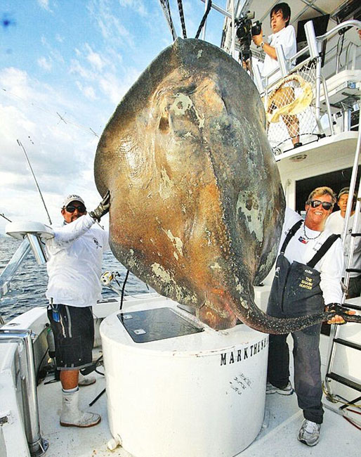 Pescador captura misteriosa criatura marina de 360 kilos