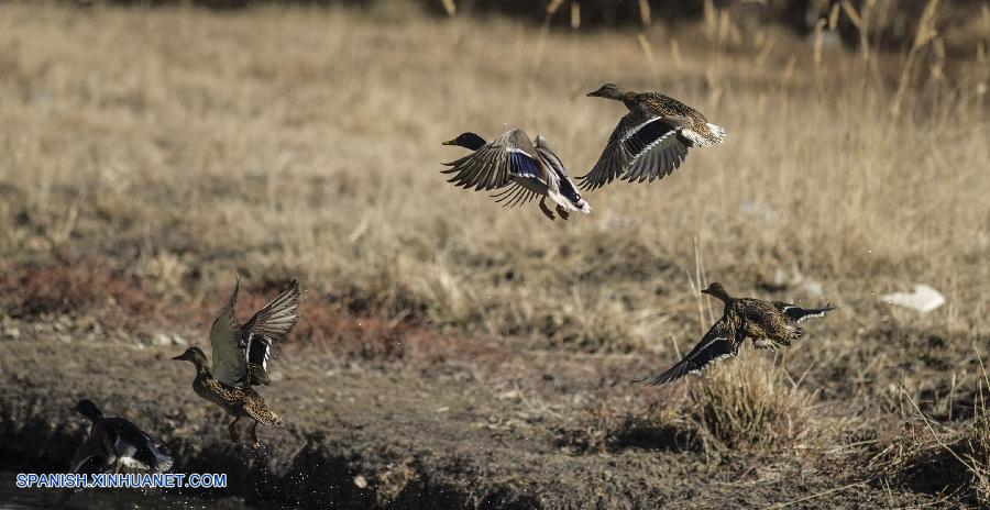 El río de Lhasa se convierte en paraíso para las aves migratorias