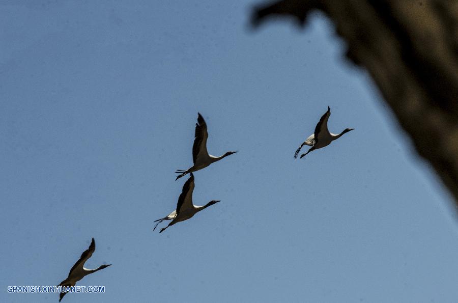 El río de Lhasa se convierte en paraíso para las aves migratorias