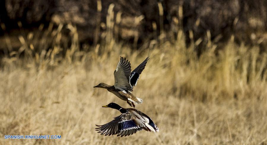 El río de Lhasa se convierte en paraíso para las aves migratorias