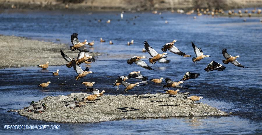 El río de Lhasa se convierte en paraíso para las aves migratorias