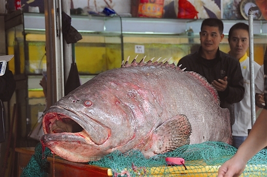 Capturan una pez gigante que pesa más de 100 kilos en Guangxi
