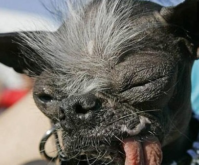 Muere en Estados Unidos el perro más feo del mundo
