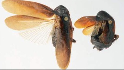 Encuentran en Nueva York cucaracha invasiva resistente al frío