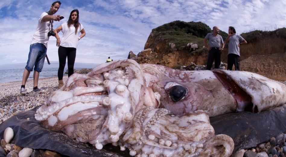 Pulpo gigante y misterioso descubierto muerto en la playa de España