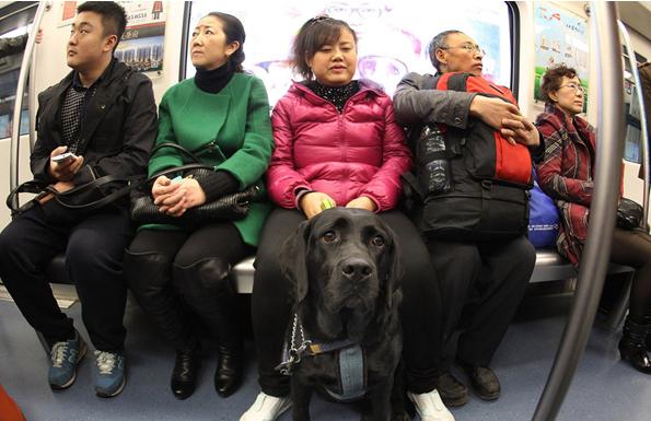 El metro de Chengdu da la bienvenida al primer perro guía