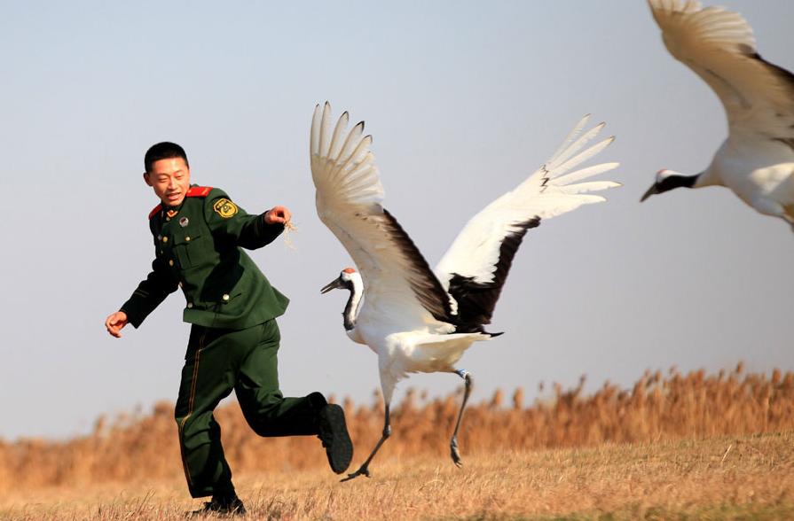 Paraíso de las aves migratorias en el este de China (2)