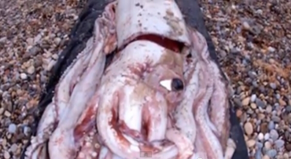 Calamar gigante aparece en playa de España