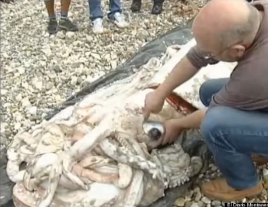 Calamar gigante aparece en playa de España