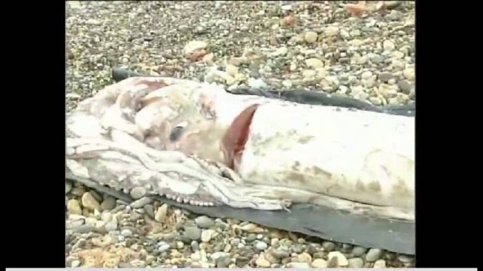 Calamar gigante aparece en playa de España