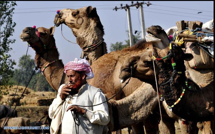Feria de camellos en la ciudad de Jammu (3)