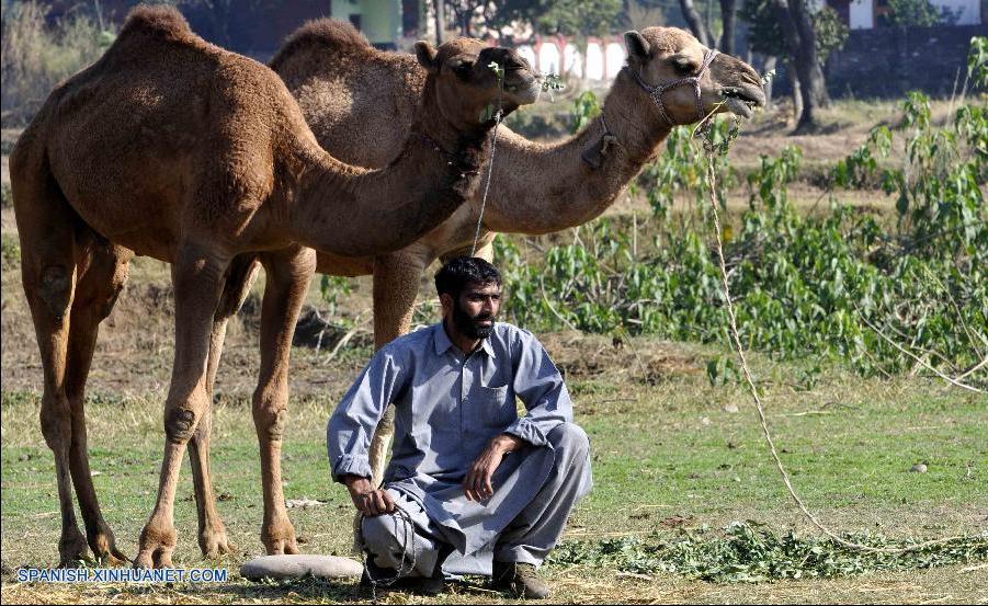Feria de camellos en la ciudad de Jammu (4)
