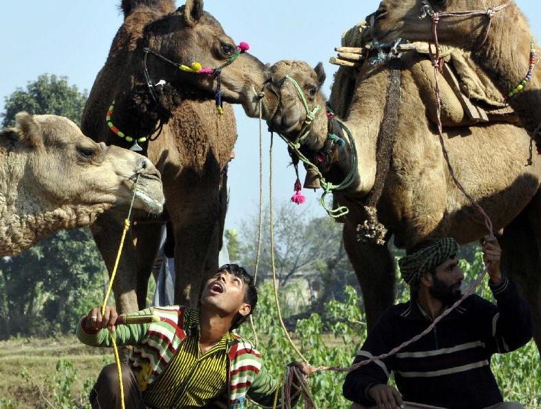 Feria de camellos en la ciudad de Jammu (2)