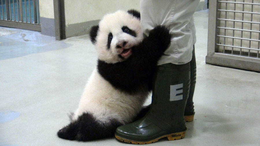 Yuan Zai se aferra a un cuidador en el zoológico de Taipei, el 31 de octubre de 2013. Ya pesaba casi ocho kilos. [Foto/Xinhua]