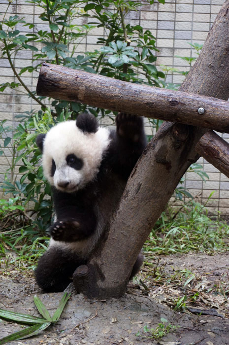 Yuan Zai juega en el zoológico de Taipei el 15 de diciembre de 2013. Pesa ya 12,26 kilos [Foto/Xinhua]