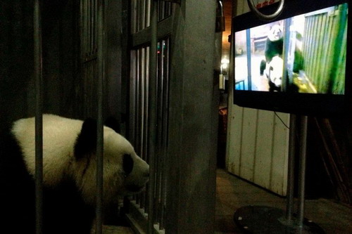 Pandas en celo disfrutan "video porno"