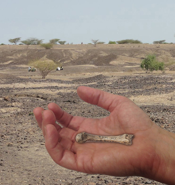 Descubren la mano humana más antigua, de 1,4 millones de años