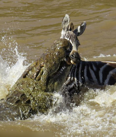 Cocodrilos atacan a una cebra