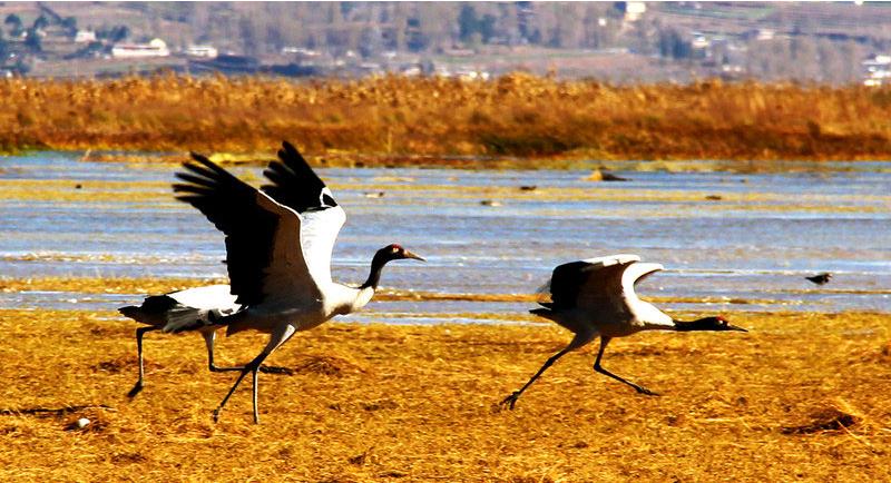 10 mejores lugares para observar aves (2)