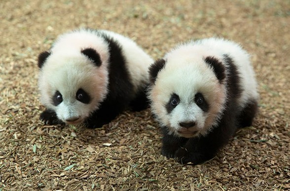 Zoológico de Atlanta se da cuenta de que los cachorros de panda son hembras