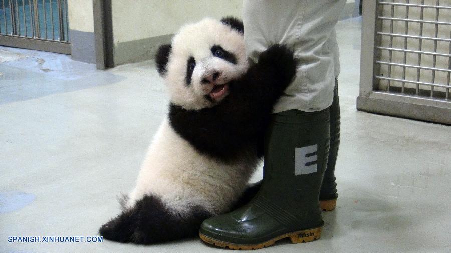 La panda Yuanzai en Taipei