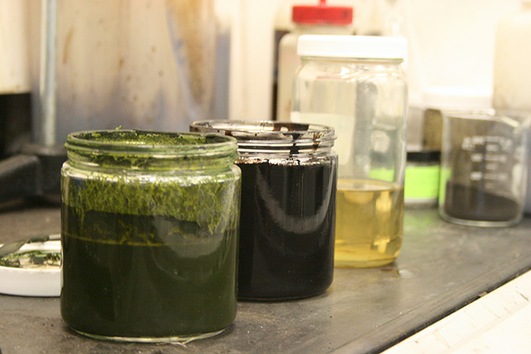 Convierten algas en petróleo en solo unos minutos