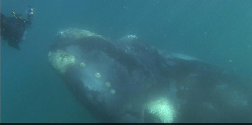 Ballena enorme de 50 tones se escondió bajo un barco de recreo (5)