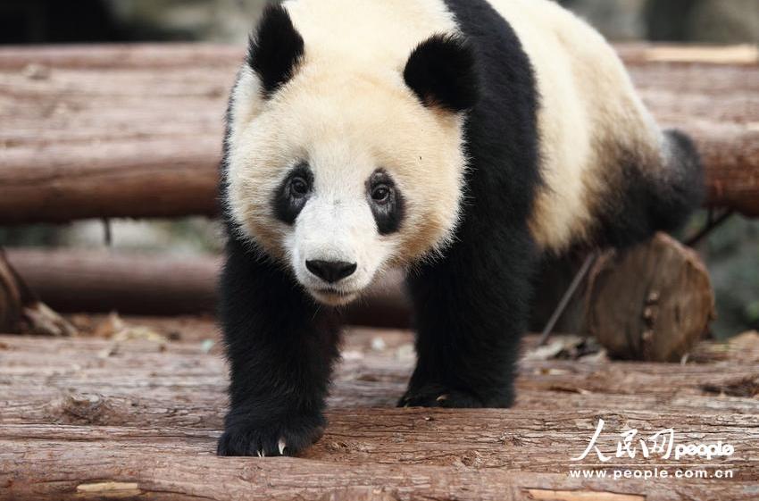 Los círculos alrededor de los ojos de “Cheng Xiao”, un oso panda del zoológico de Hangzhou, se vuelven blancas