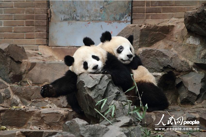 Los círculos alrededor de los ojos de “Cheng Xiao”, un oso panda del zoológico de Hangzhou, se vuelven blancas (2)