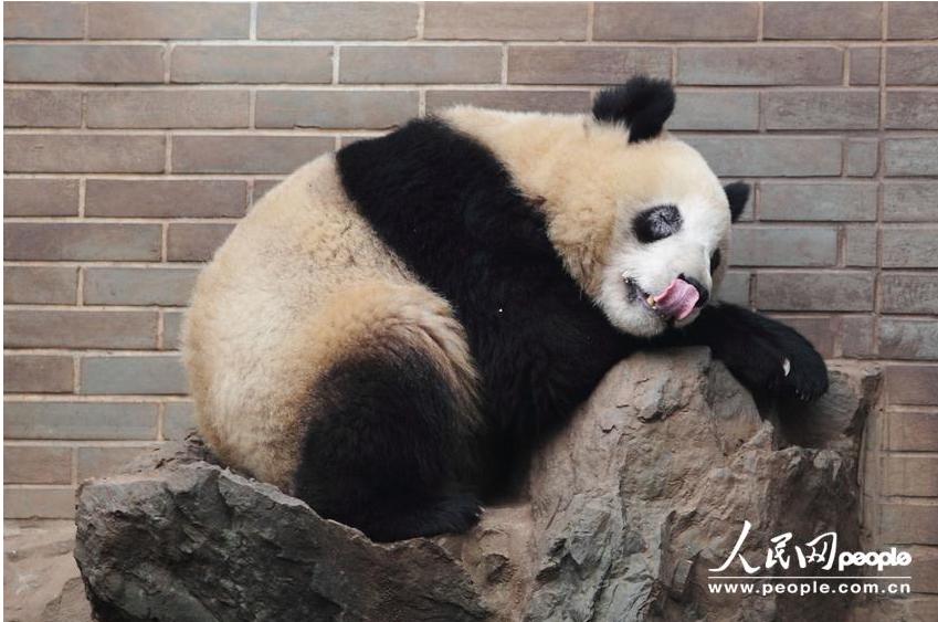 Los círculos alrededor de los ojos de “Cheng Xiao”, un oso panda del zoológico de Hangzhou, se vuelven blancas (4)