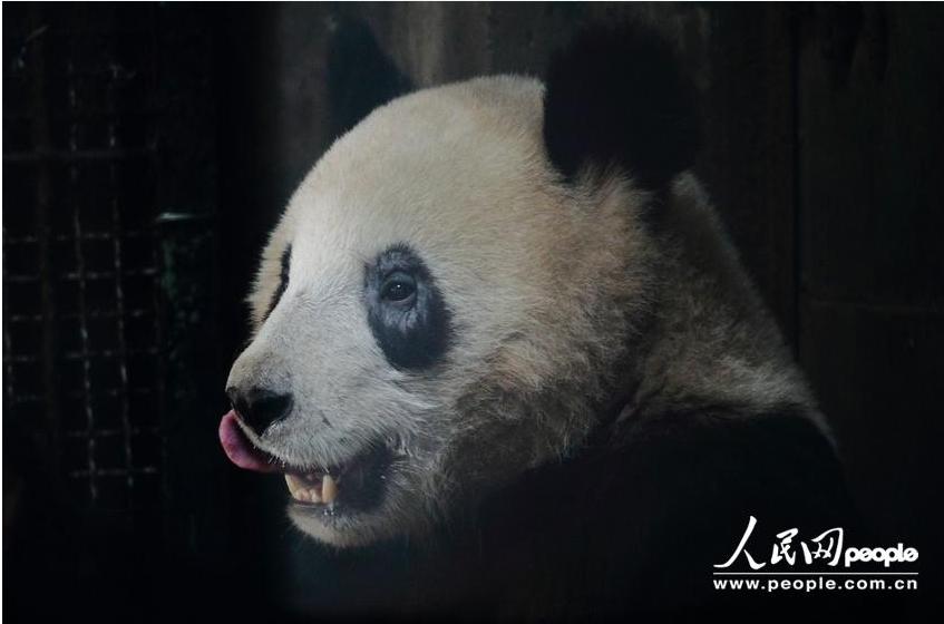 Los círculos alrededor de los ojos de “Cheng Xiao”, un oso panda del zoológico de Hangzhou, se vuelven blancas (5)