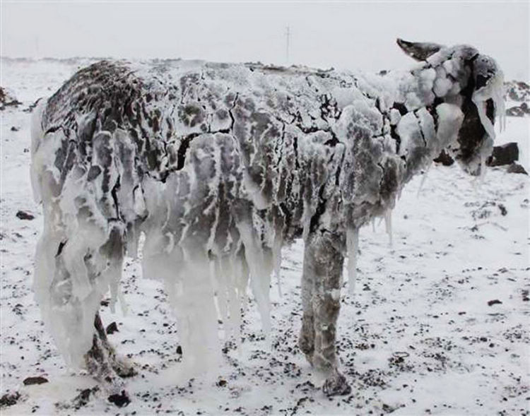 Pobres burros congelados se convierten en esculturas vivas
