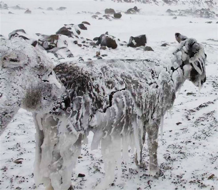 Pobres burros congelados se convierten en esculturas vivas 3