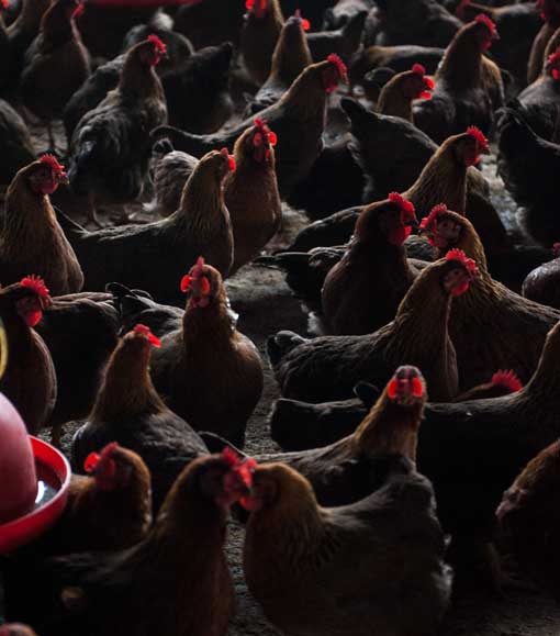 China confirma brote de gripe aviar H5N2