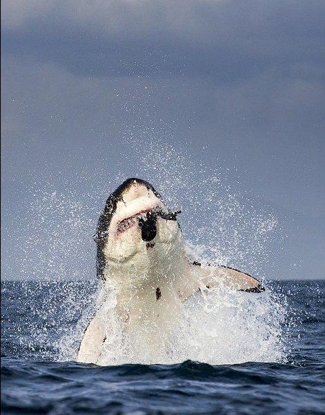La caza de un Tiburón blanco (6)