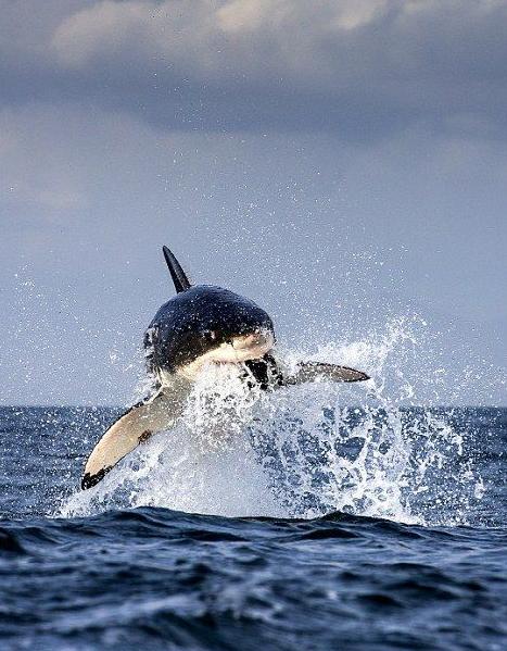 La caza de un Tiburón blanco (4)