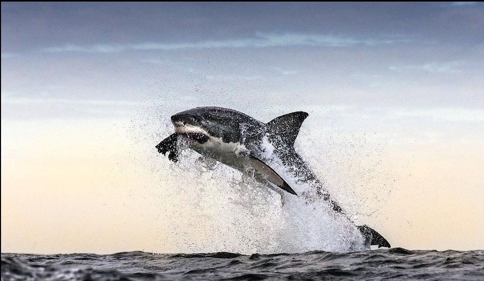 La caza de un Tiburón blanco (3)