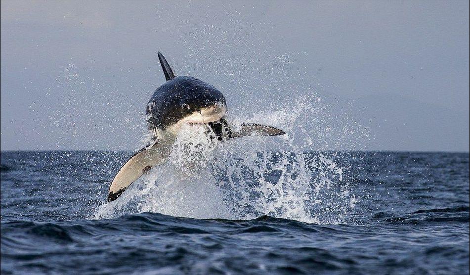 La caza de un Tiburón blanco (2)