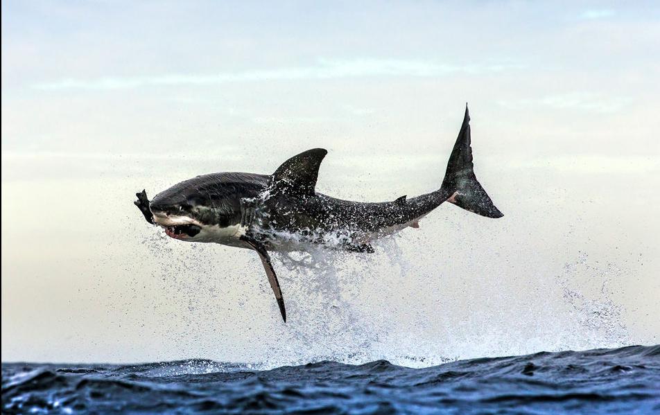 La caza de un Tiburón blanco
