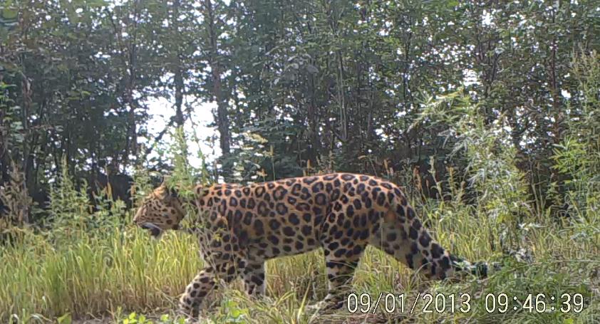 China publica vídeos de leopardos del Amur salvajes (2)