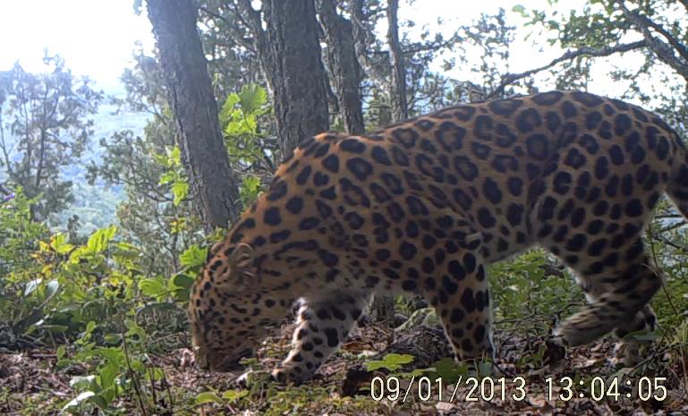 China publica vídeos de leopardos del Amur salvajes (3)