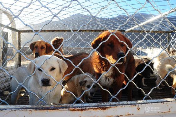 Se inauguró en el Tíbet el primer centro para perros vagabundos