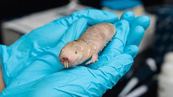 Rata topo desnuda, elegido animal de 2013 por ser resistente al cáncer