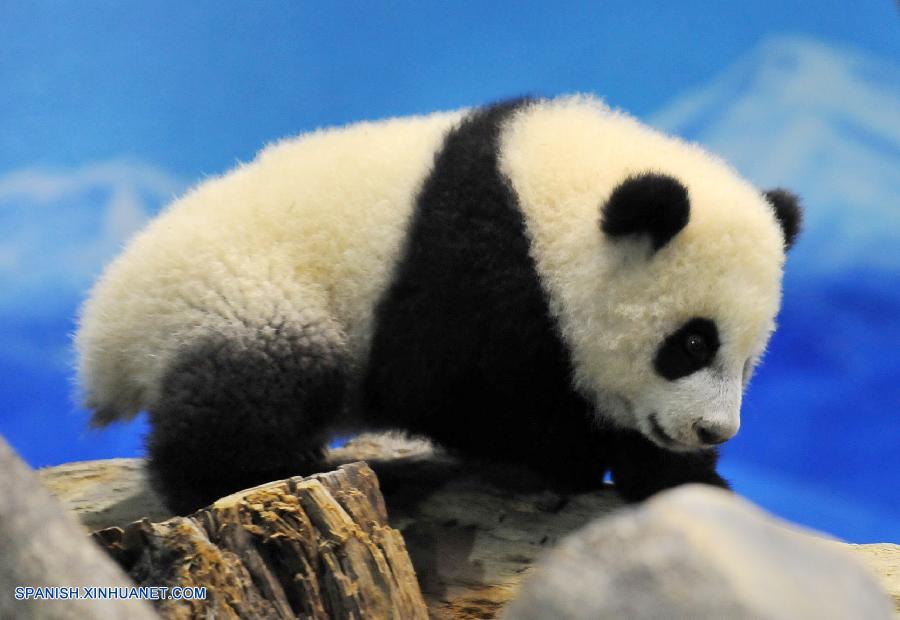 Panda gigante nacida en Taiwan aparecerá ante el público
