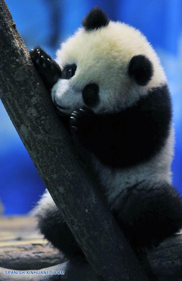 Panda gigante nacida en Taiwan aparecerá ante el público